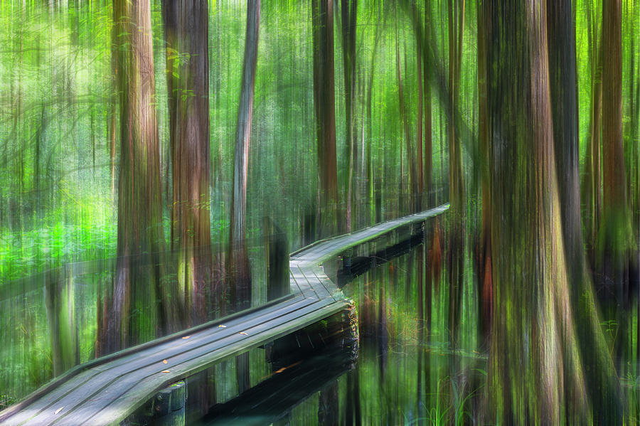 Walk Quietly through the Cypress Dreamscape Photograph by Debra and Dave Vanderlaan