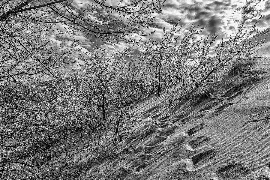 Walk the Dunes Black and White  Photograph by John McGraw