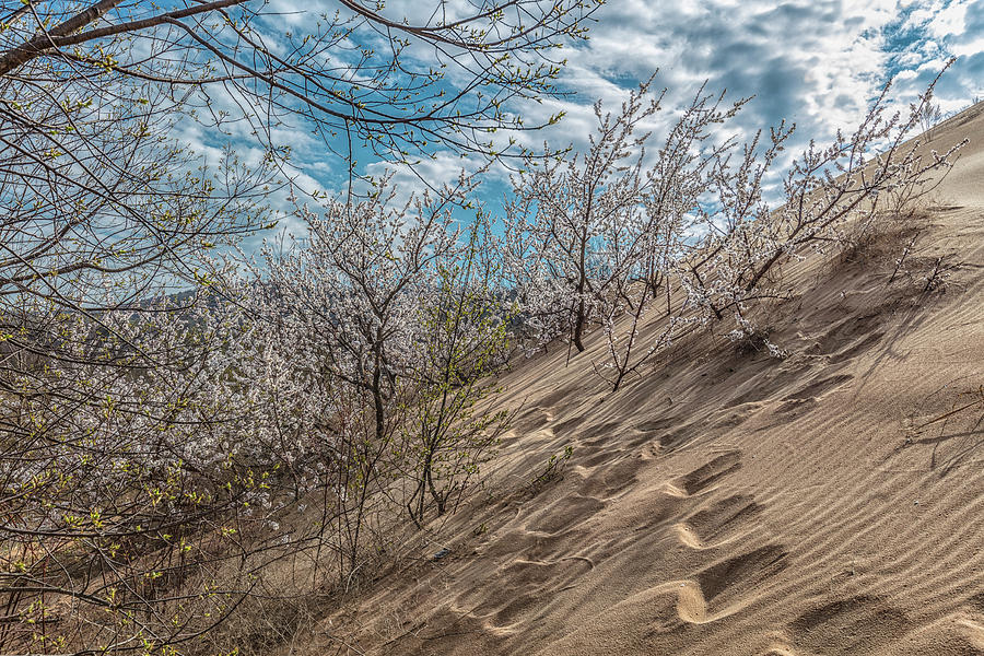 Walk the path in the dunes  Photograph by John McGraw