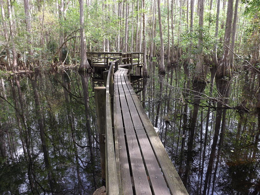 Walk the Plank in Cypress Swamp Photograph by Jacqueline Whitcomb ...