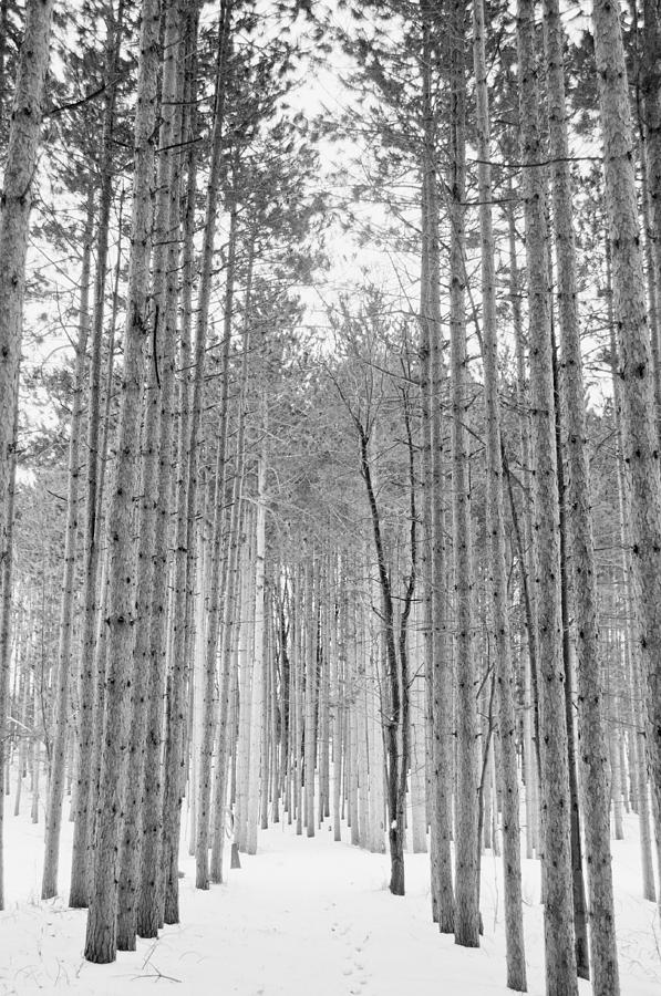 Tree Photograph - Walk Through the Forest by Samantha Boehnke