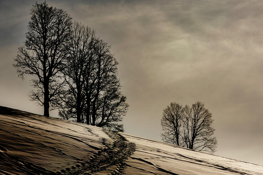 Walk through winter wonderland Photograph by Wolfgang Stocker