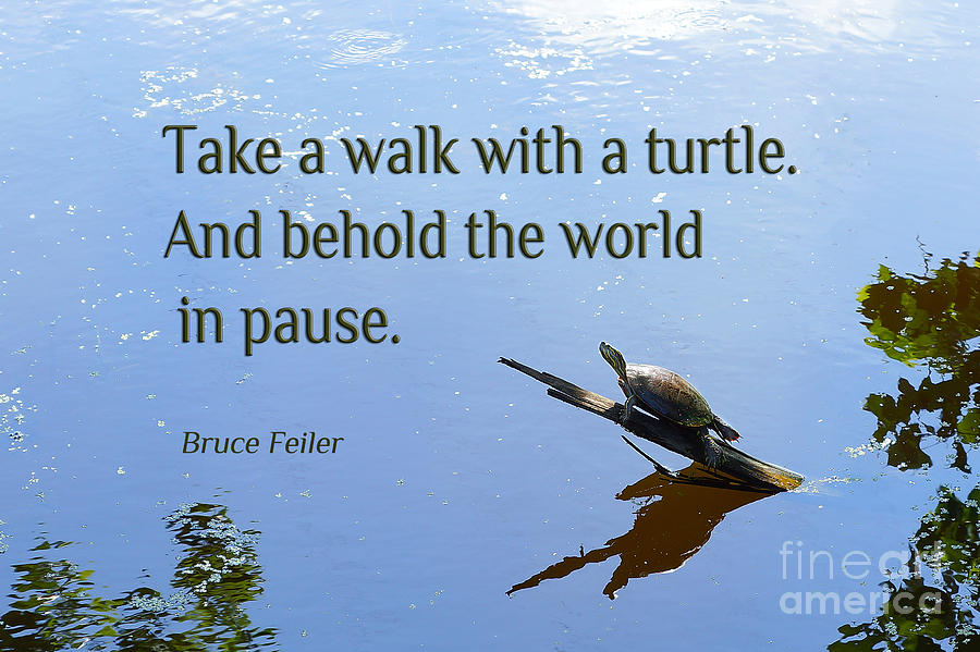 Walk With A Turtle Photograph