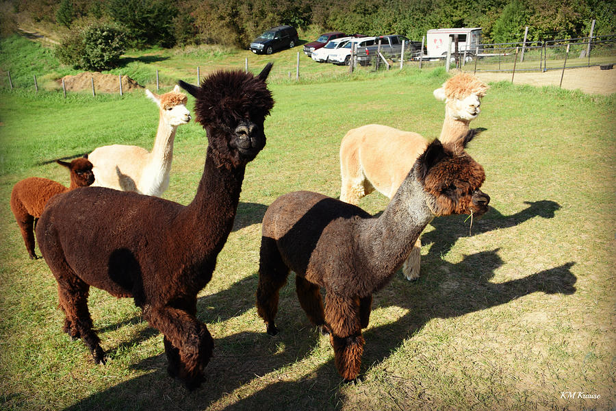 Walk With Alpacas Photograph by Kathy M Krause