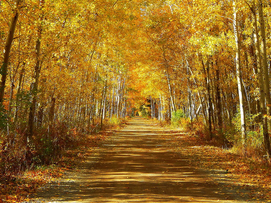 Fall Photograph - Walk with me by Karen Cook