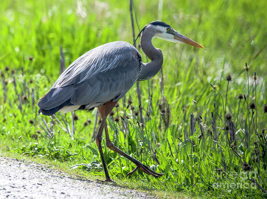 Walkabout Photograph by Bob Zuber - Fine Art America