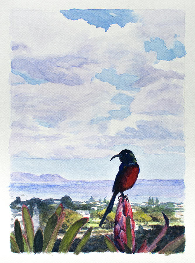 Walker Bay Sunbird Painting by Christopher Reid