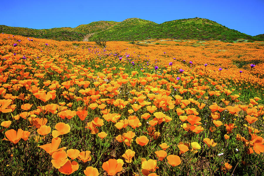 Walker Canyon Wildflowers Photograph by Lynn Bauer