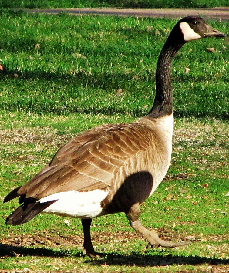 Walking Goose Photograph by Helen Barth