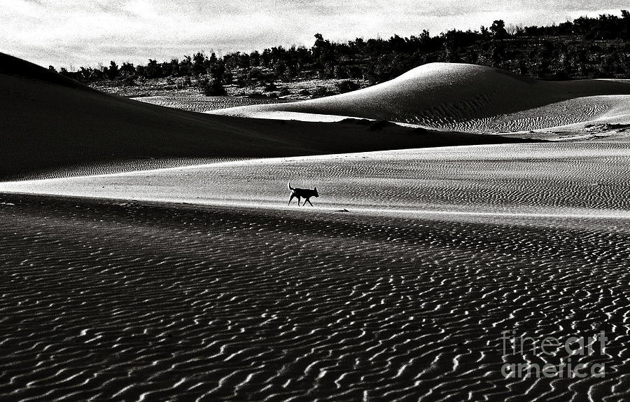 Walking alone through the desert of life Photograph by Silva Wischeropp