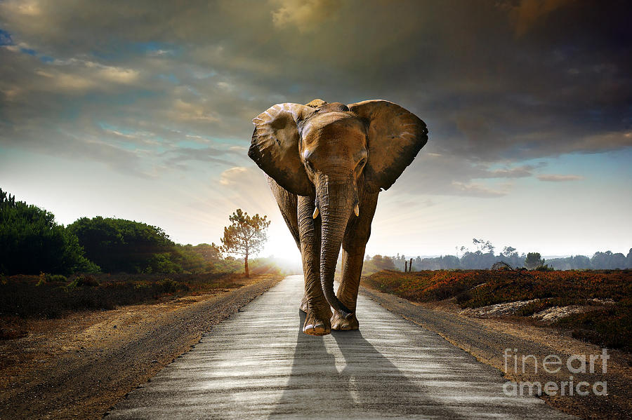 Nature Photograph - Walking Elephant by Carlos Caetano