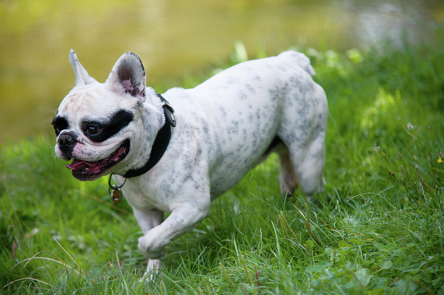 Summer Photograph - Walking French Bulldog  by Jenny Rainbow