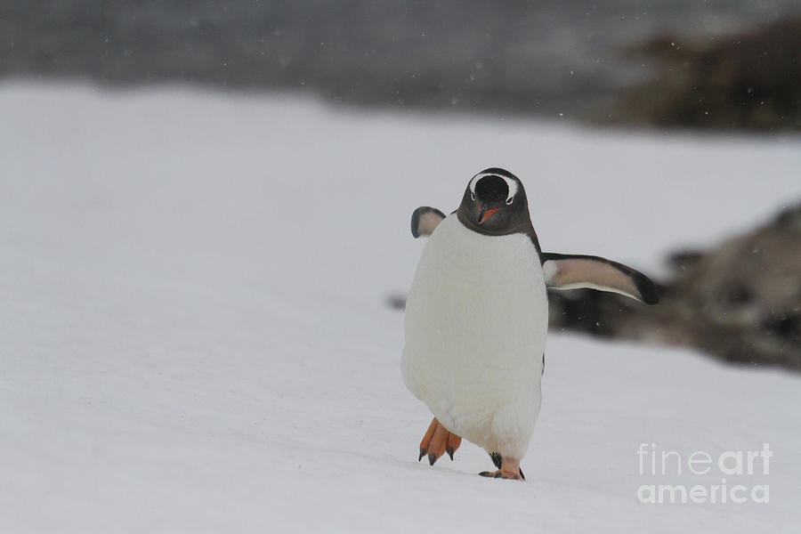 Walking Gentoo penguin Photograph by Karen Foley