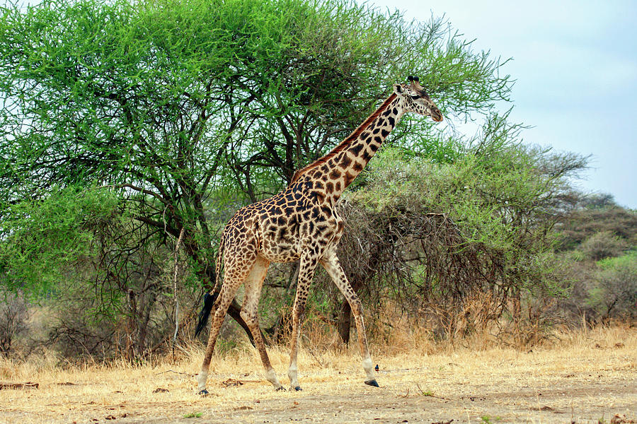 Walking Giraffe Photograph by Sally Weigand