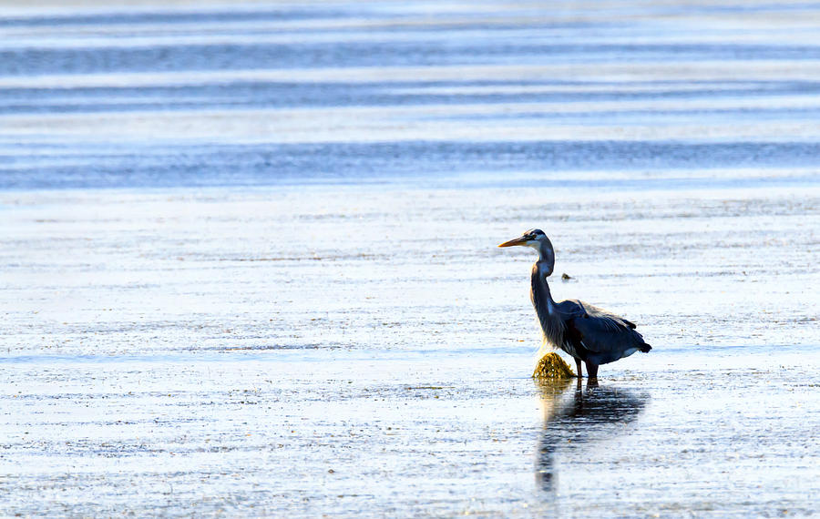 Walking Heron Photograph by Travis Rogers