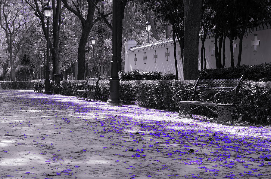 Walking in a violet dream Photograph by AM FineArtPrints
