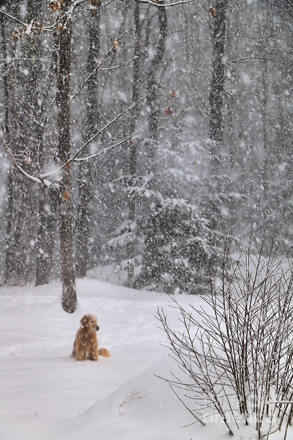 Winter Photograph - Walking in a Winter Wonderland by Elizabeth Dow