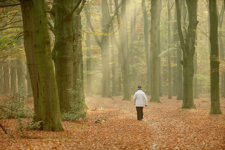 Walking in an autumn forest Photograph by Merijn Van der Vliet