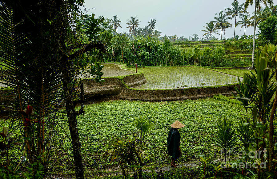 Bali Green Rice Fields Photograph