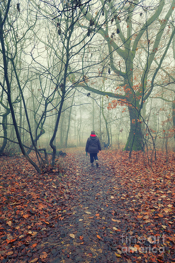 Walking In The Foggy Woodland Photograph