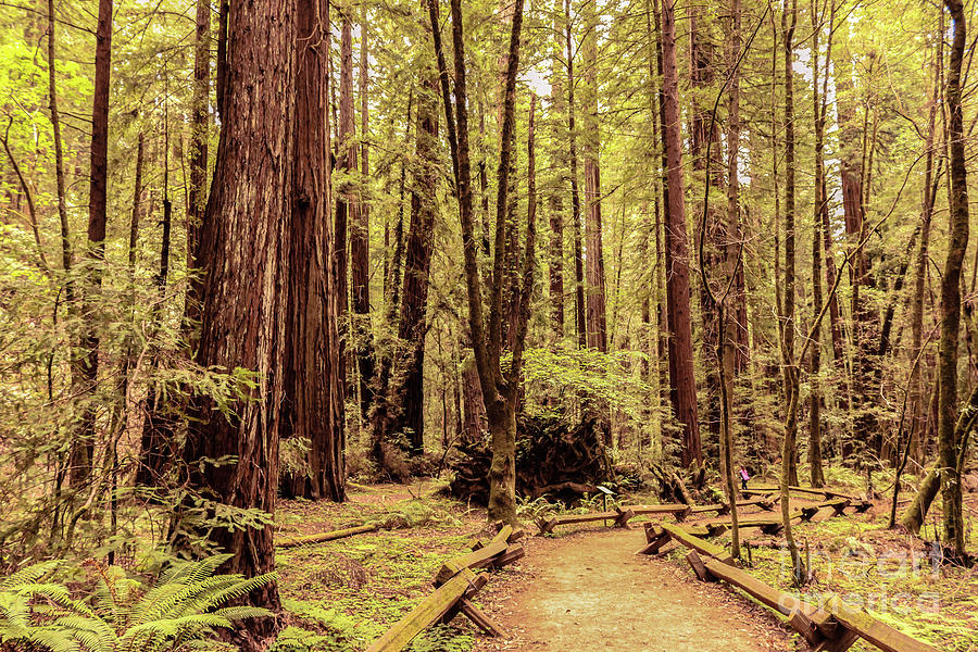 Walking in the Redwoods forest Photograph by Claudia M Photography