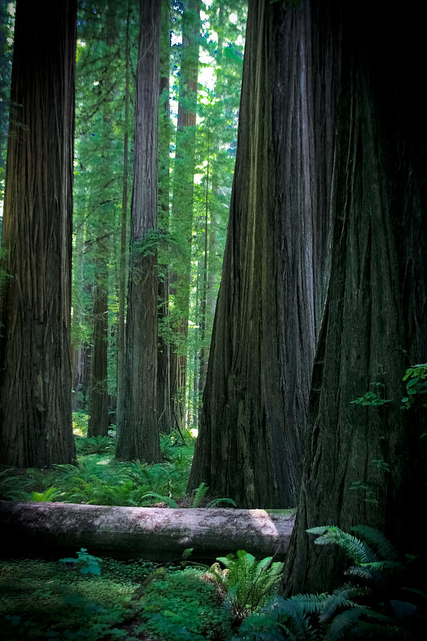 Redwoods Photograph - Walking in the Redwoods by Jonathan Hansen Redwoods Photograph - Walking in the Redwoods by Jonathan Hansen