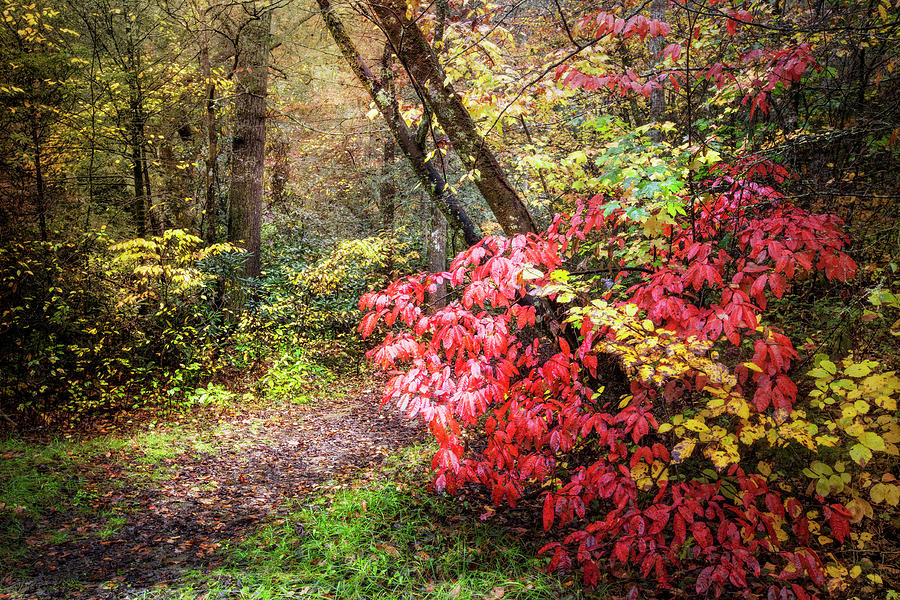 Walking in the Woods in Autumn Photograph by Debra and Dave Vanderlaan