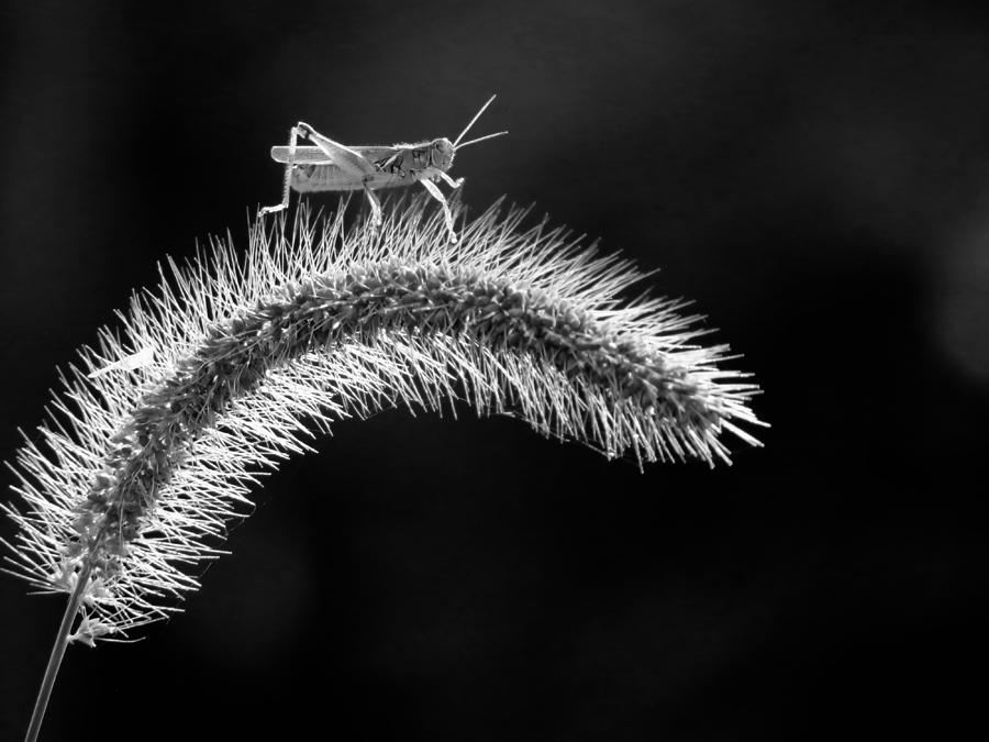 Walking on Air in Black and White Photograph by MTBobbins Photography