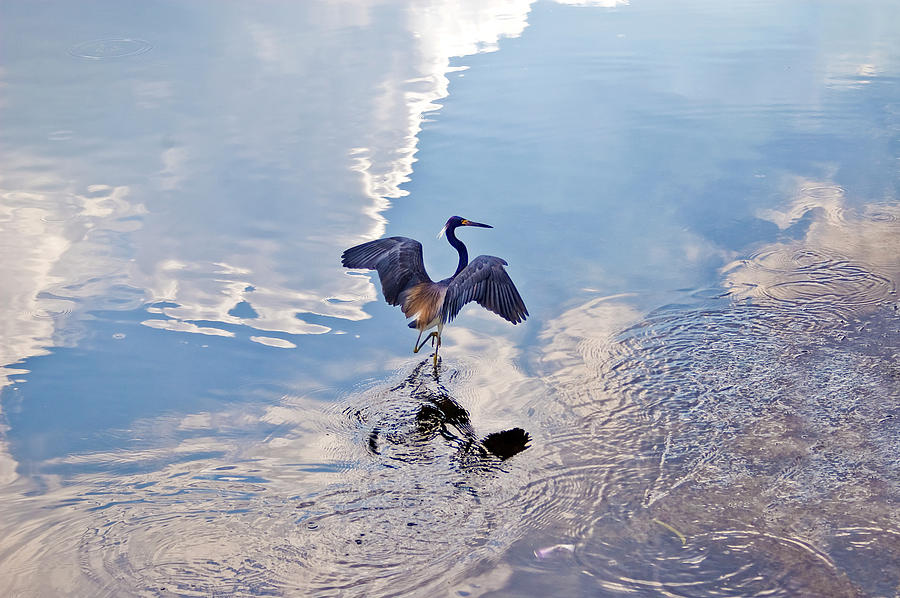 Heron Photograph - Walking On Water by Carolyn Marshall
