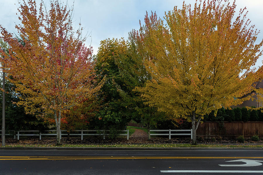 Walking Path to Neighborhood Park in Fall Season Photograph by David Gn