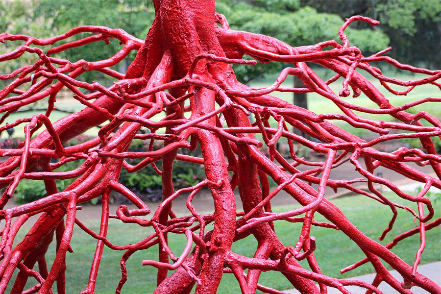 Walking Roots Sculpture Photograph by Gayle Miller - Fine Art America