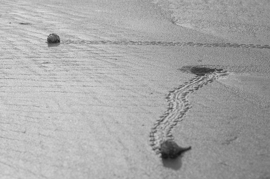 Walking Shells Photograph by Victor Culpepper