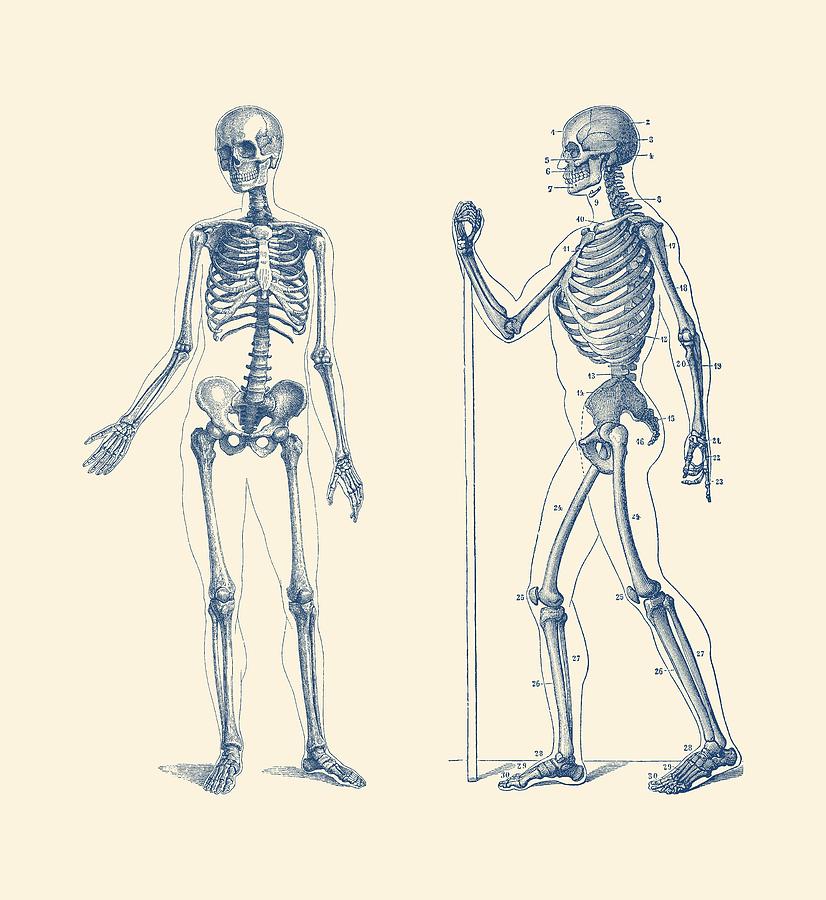 Walking Skeleton - Simple Dual-View - Vintage Anatomy Print Drawing by Vintage Anatomy Prints