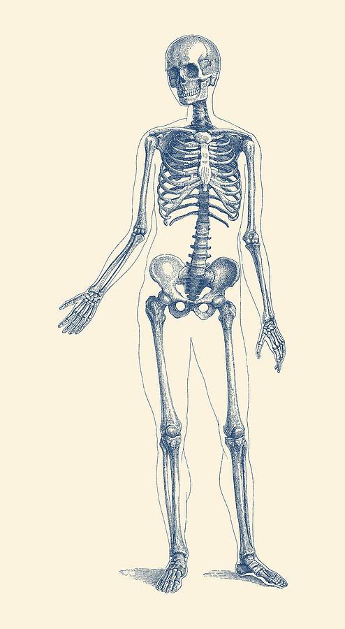 Walking Skeleton Two - Vintage Anatomy Print Drawing by Vintage Anatomy Prints