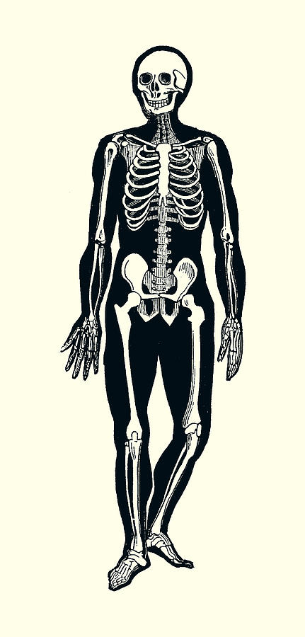 Walking Skeleton - Vintage Anatomy Print 2 Drawing by Vintage Anatomy Prints