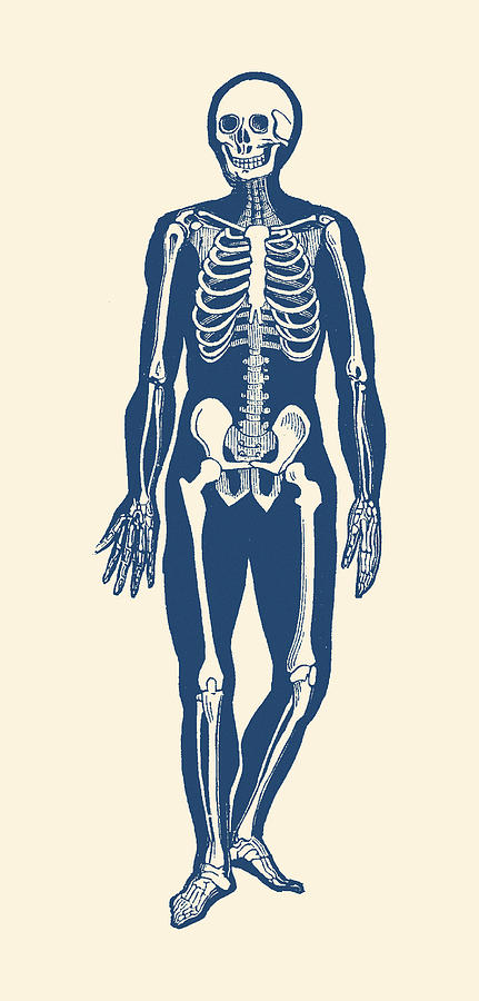 Walking Skeleton - Vintage Anatomy Print Drawing by Vintage Anatomy Prints