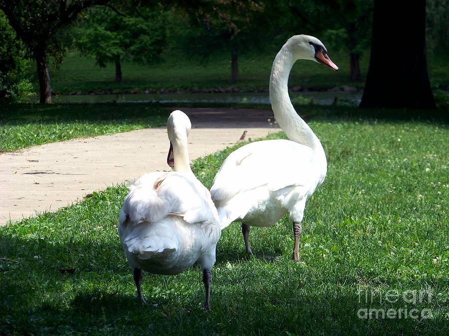 Walking Swans Photograph by Charles Robinson