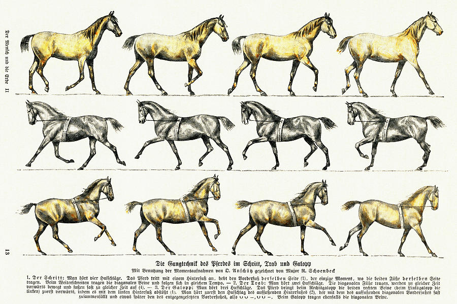 Walking technique of the horse Drawing by Vincent Monozlay