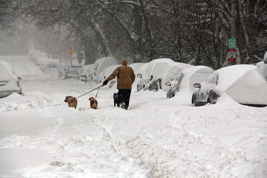 A Man Walking His Dogs During A Snow Storm Photograph by Cora Wandel
