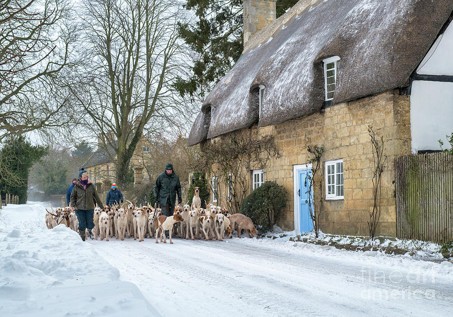 Walking The Hounds Photograph by Tim Gainey