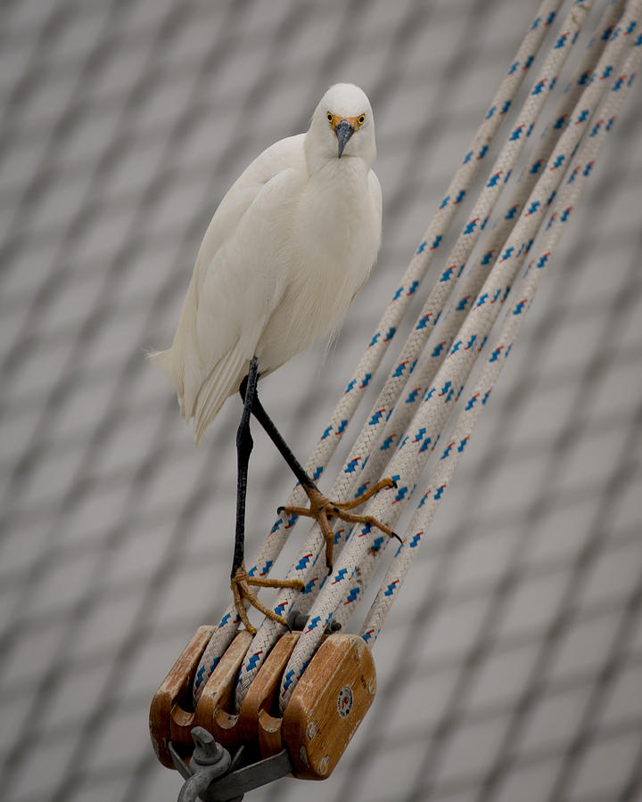 Bird Photograph - Walking the Lines by Ernest Echols