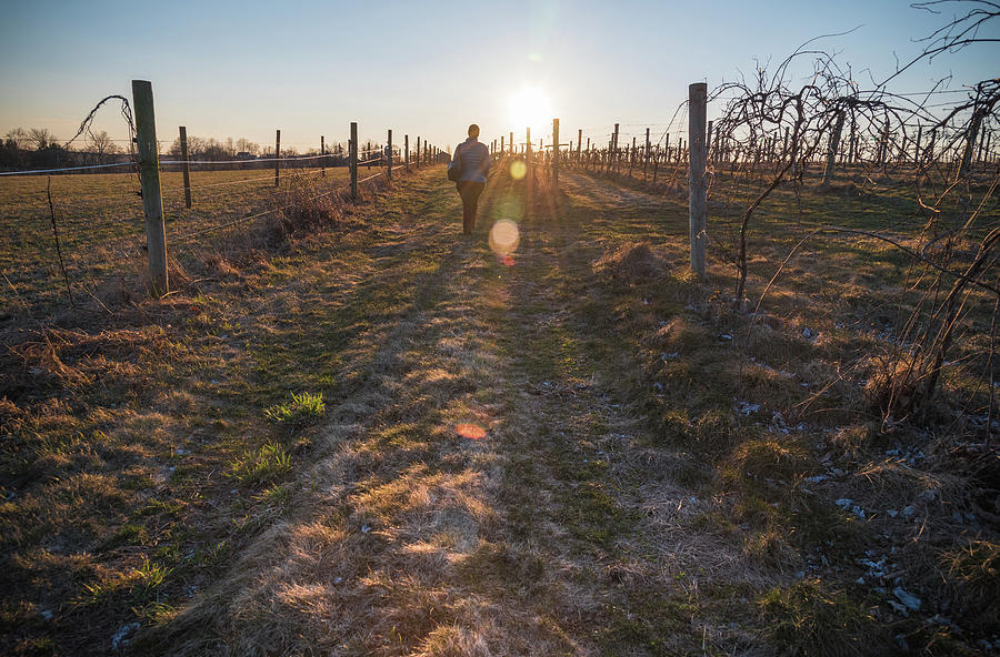 Walking the Vines Photograph by Kristopher Schoenleber