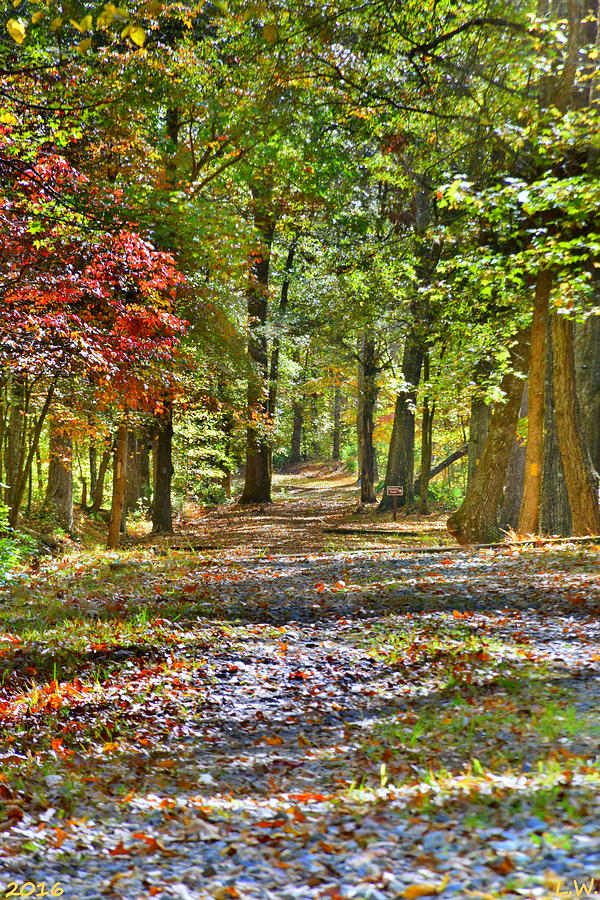 Walking Through Autumn Photograph by Lisa Wooten