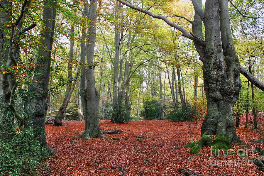 Walking Through Epping Forest Photograph