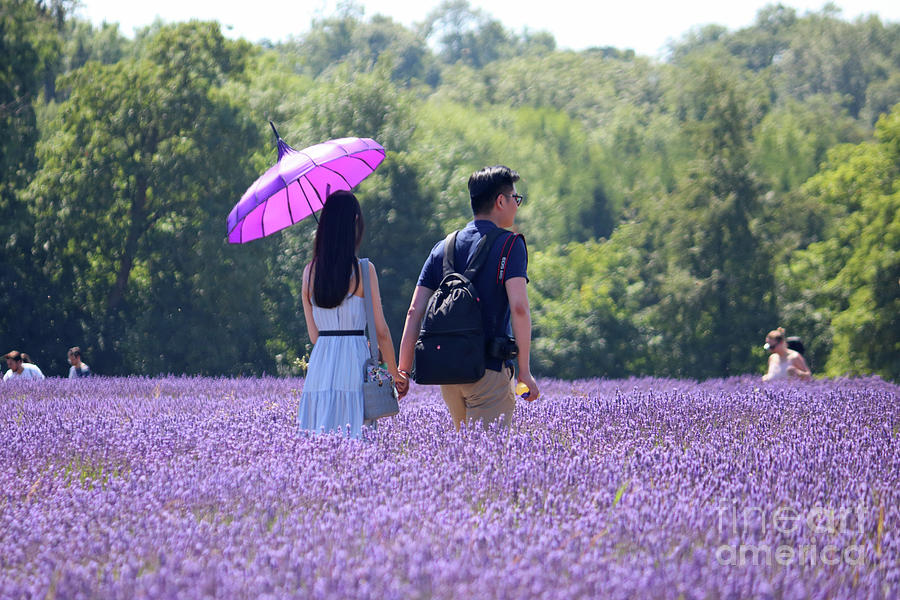 Walking through Lavender Photograph by Julia Gavin