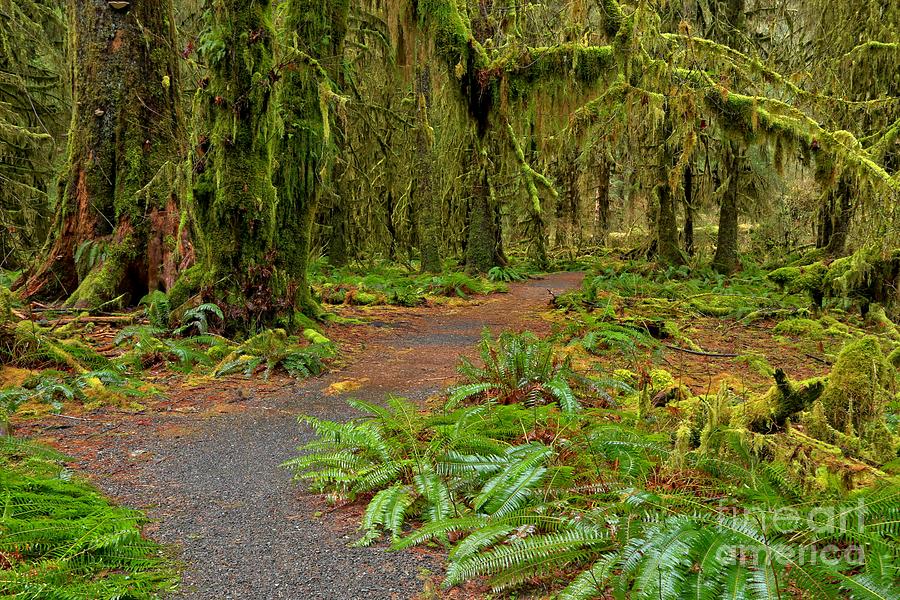Olympic National Park Photograph - Walking Through The Greens by Adam Jewell