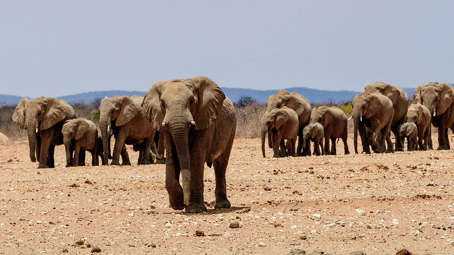 Walking to the waterhole Photograph by John Platt - Fine Art America