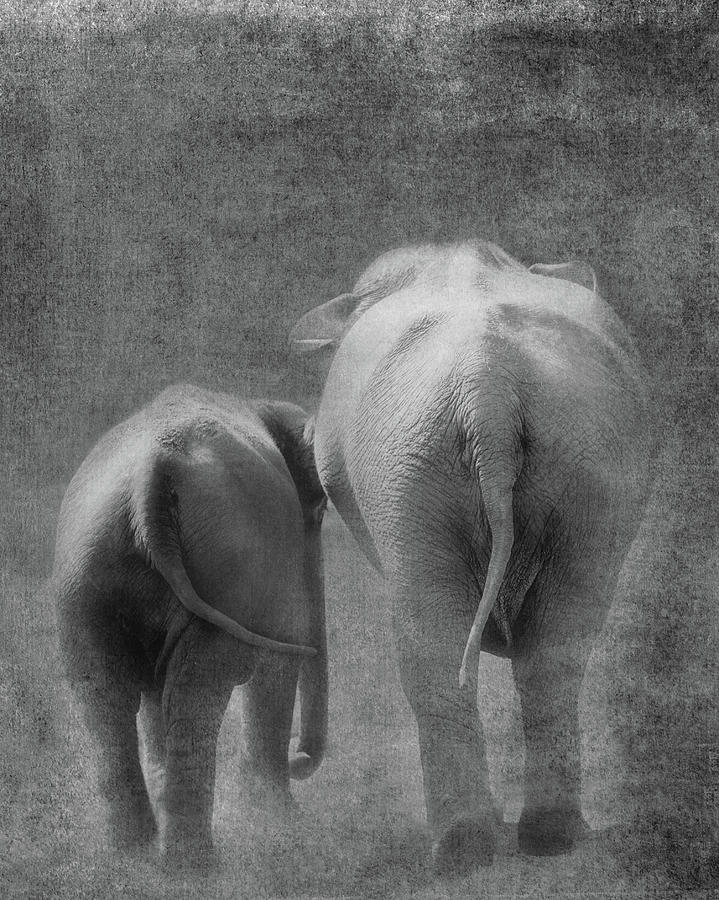 Elephant Photograph - Walking Together by Rebecca Cozart