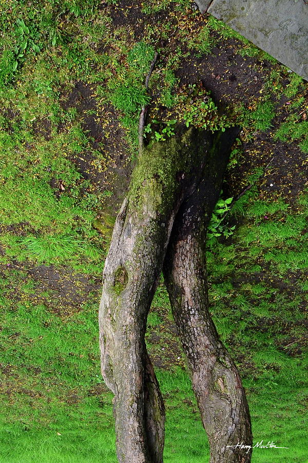 Walking Tree Photograph by Harry Moulton