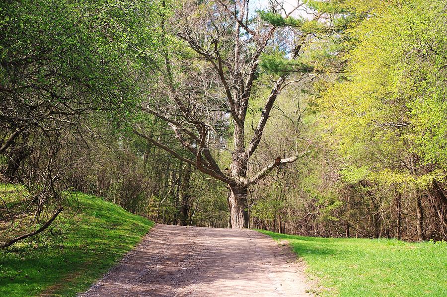 Walking Tree Photograph by Wade Buzanko Fine Art America